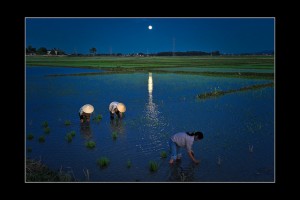 cay lua toi - vietnam night sky over country side rice field
