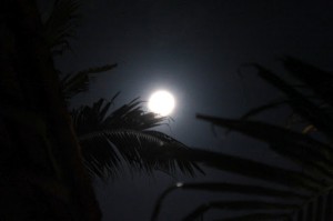 moon over the coconut tree leafs Vietnam