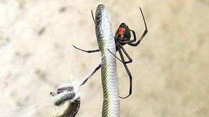 a spider can kill a snake proof no match