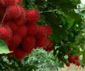 chom chom fruit - tropical exotic vietnamese fruit