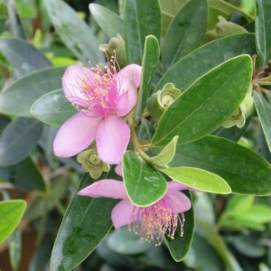 Hoa Sim Rhodomyrtus