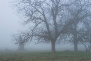 beautiful foggy morning coatesville pa
