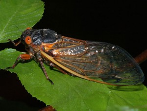 the loudest insect of them all spring toward summer loudest noisiest night chirping insect 2012